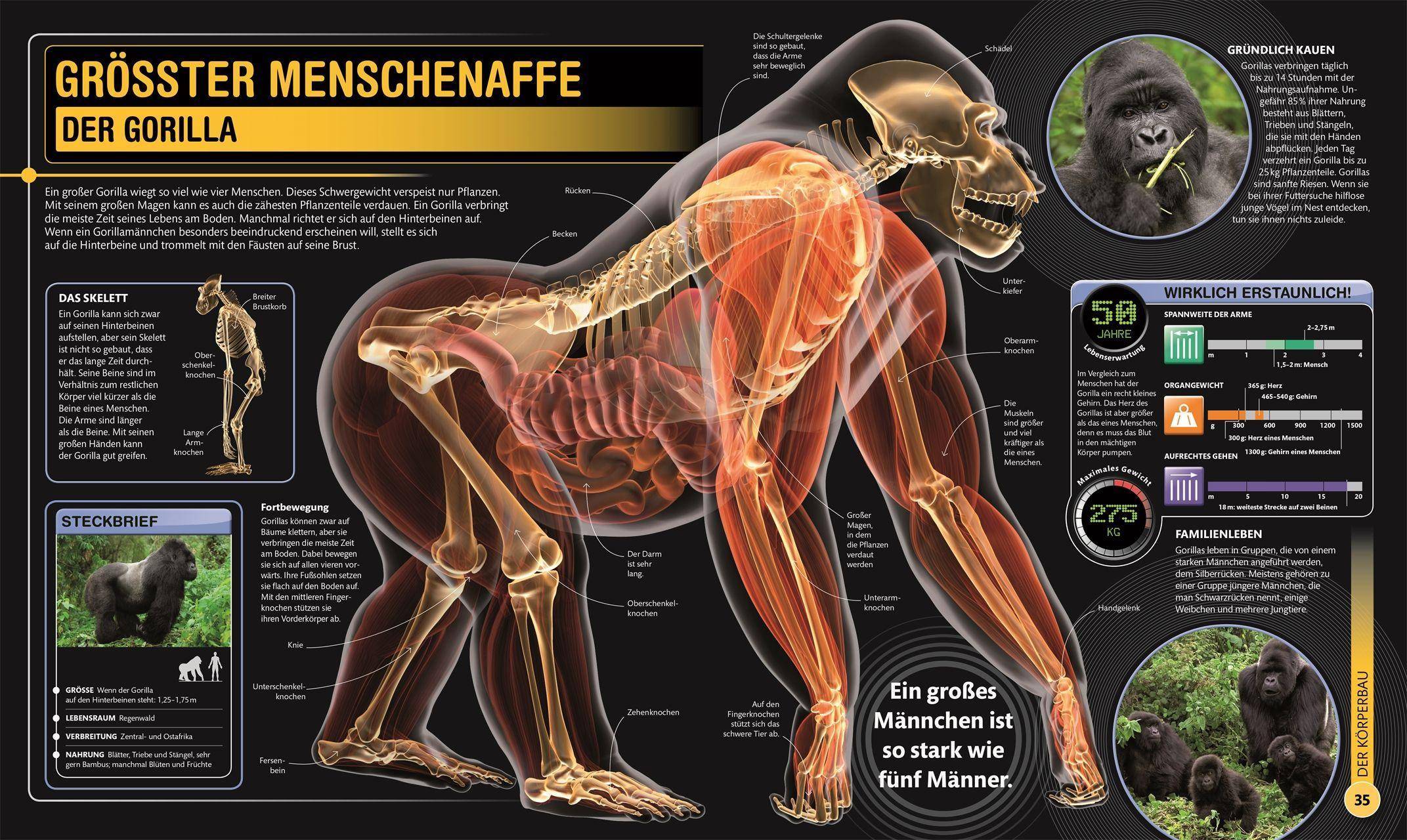 Supertiere Die 100 größten, schnellsten, gefährlichsten Tiere der Welt
