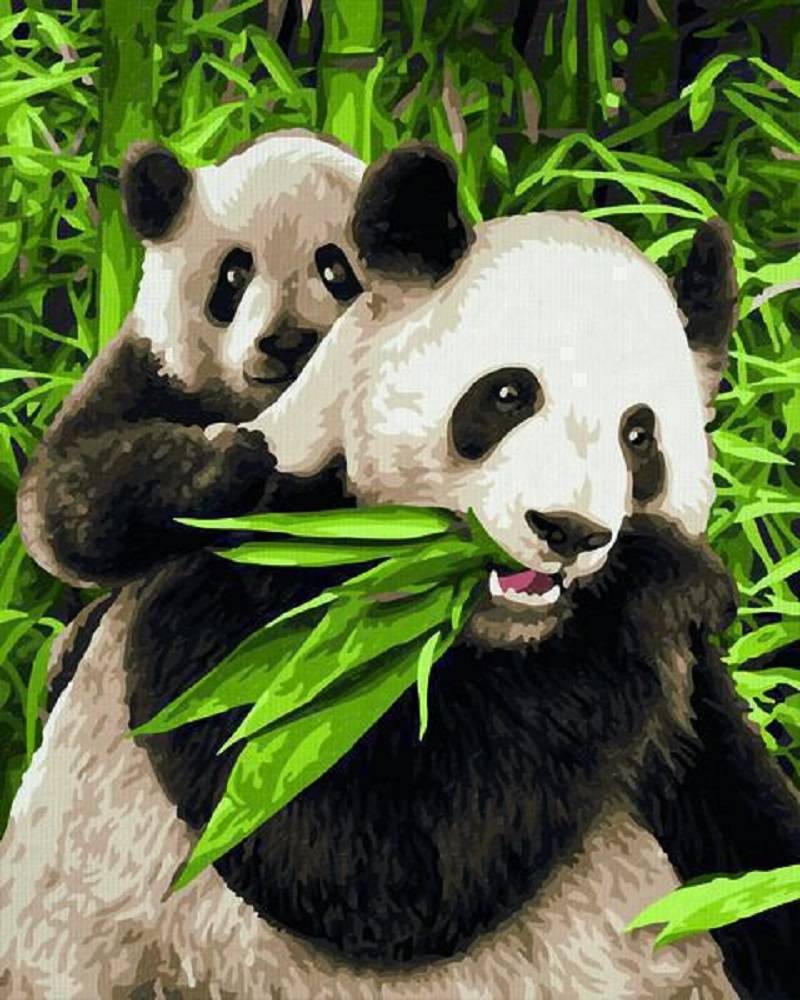 Schipper 609240712 Pandabären Malen nach Zahlen