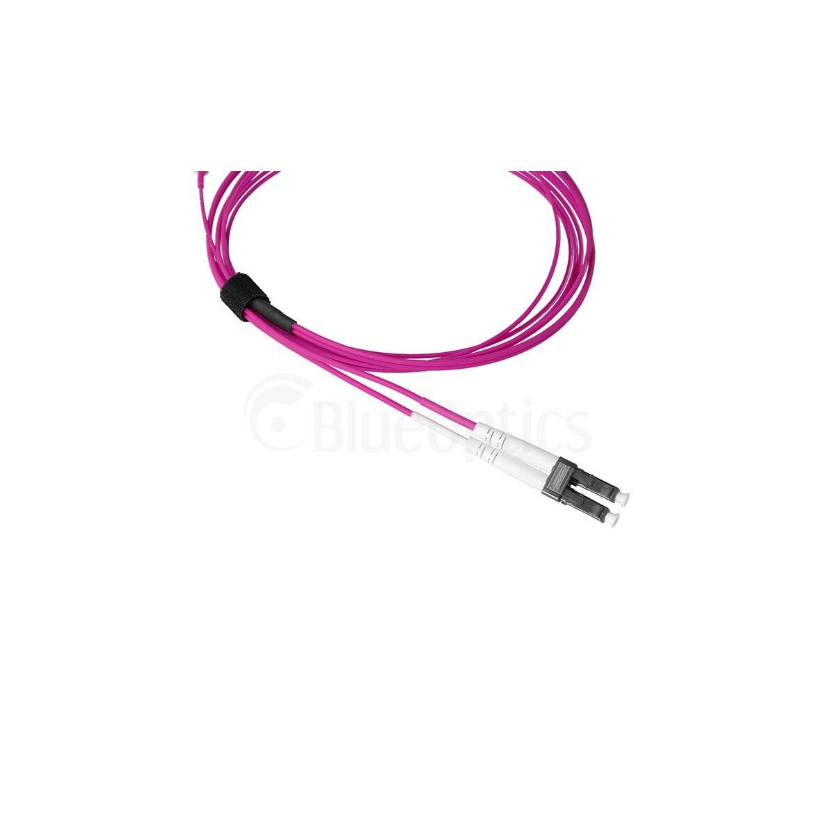 Magenta-Glasfaserkabel mit gebündelten Strängen und einem klaren Stecker auf weißem Hintergrund.