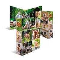 Mehrteilige Anzeige mit verschiedenen Kaninchenrassen in natürlichen Umgebungen, die unterschiedliche Fellfarben und Haltungen präsentiert.