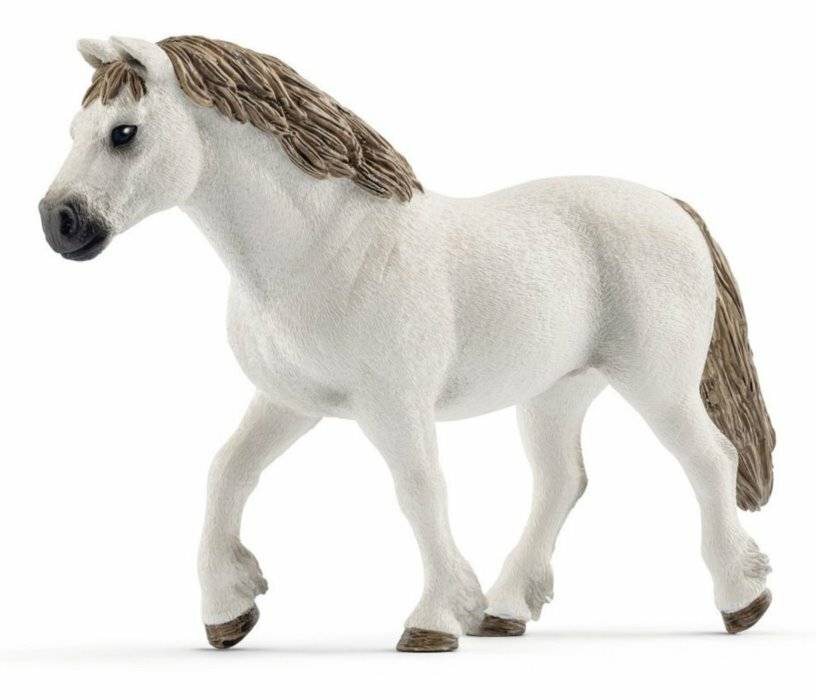 Tier - Welsh-Stute, Pony