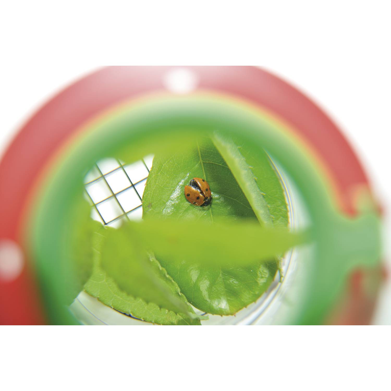 EDUPLAY 150006 Lupendose Ø 6 cm, H 7 cm, mit Plastikspinne, transparent