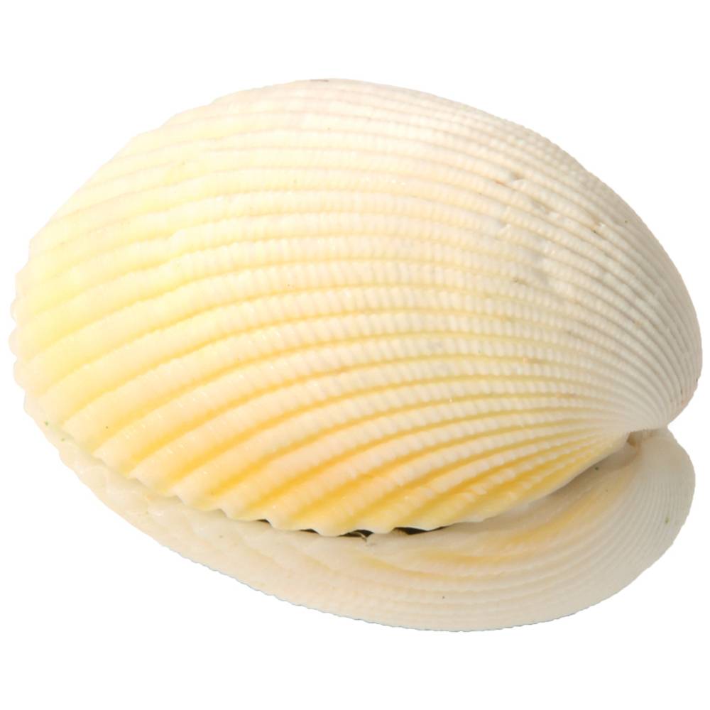 EDUPLAY 130268 Wundermuschel (Farbe zufällig, 1 Stück)