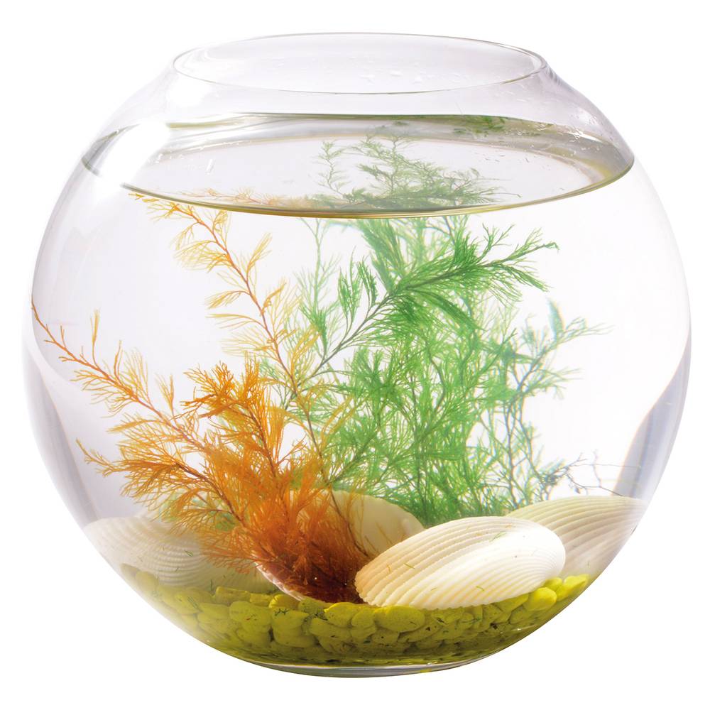 EDUPLAY 130268 Wundermuschel (Farbe zufällig, 1 Stück)