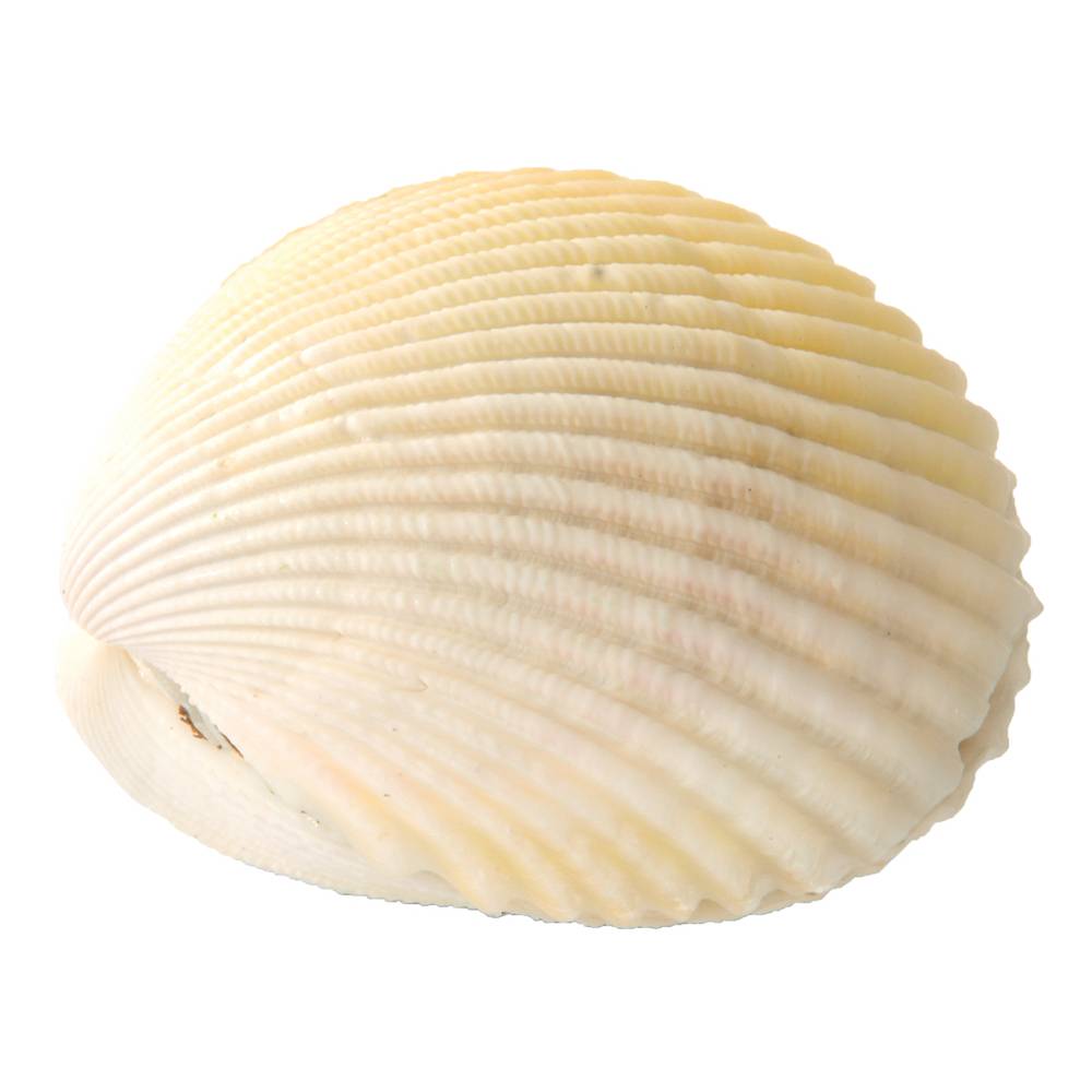 EDUPLAY 130268 Wundermuschel (Farbe zufällig, 1 Stück)