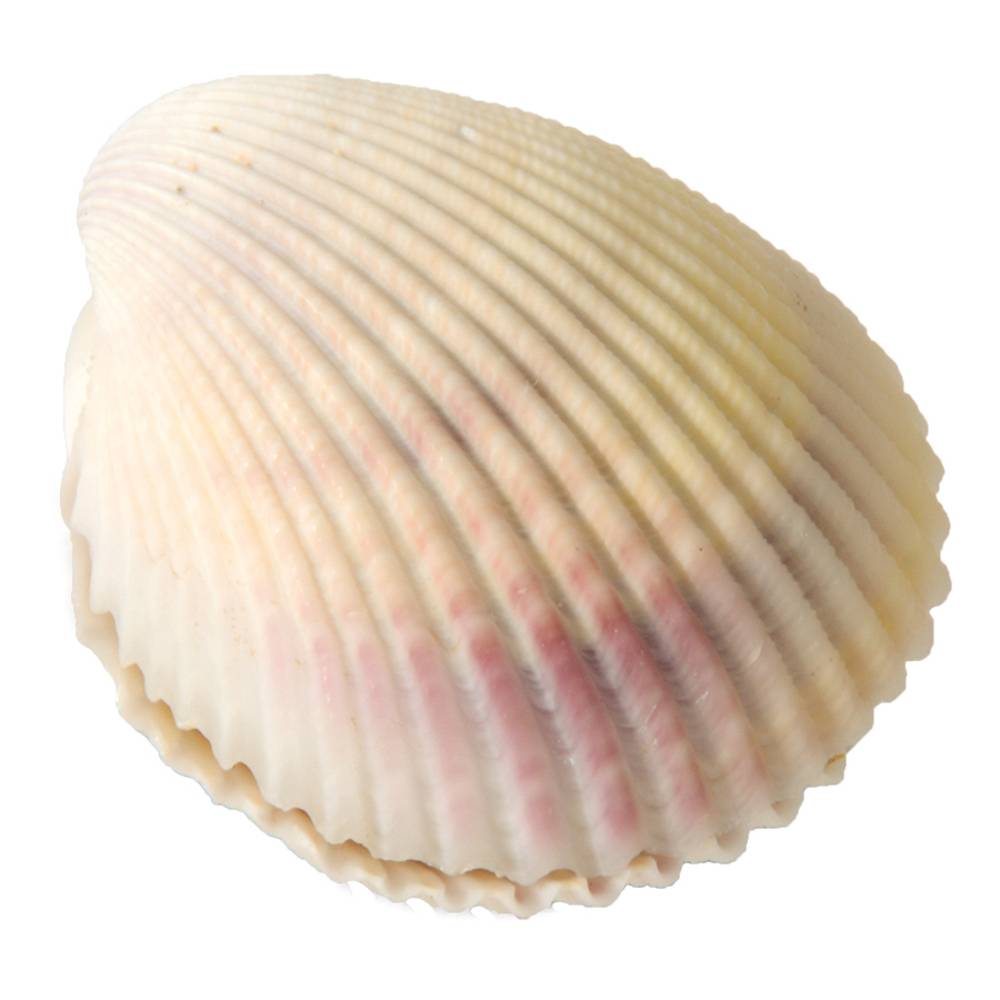 EDUPLAY 130268 Wundermuschel (Farbe zufällig, 1 Stück)