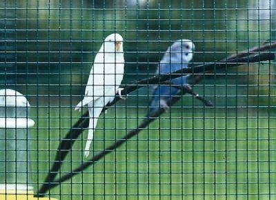 Casanet grn 5m-Kurzr 12,7X0,65/0,90X 500