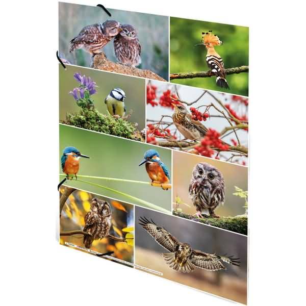 Sammelmappen A3 Karton Heimatvögel