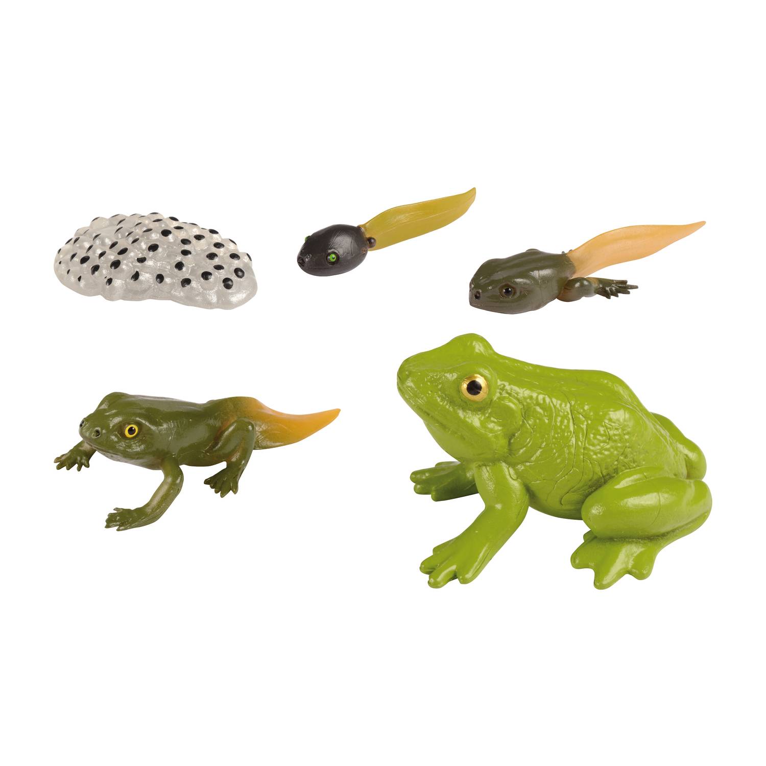 EDUPLAY 120764 Lebenszyklen Frosch