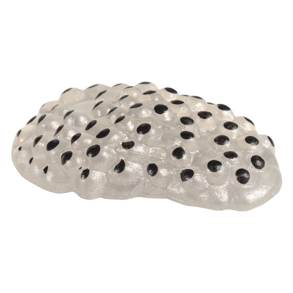 EDUPLAY 120764 Lebenszyklen Frosch