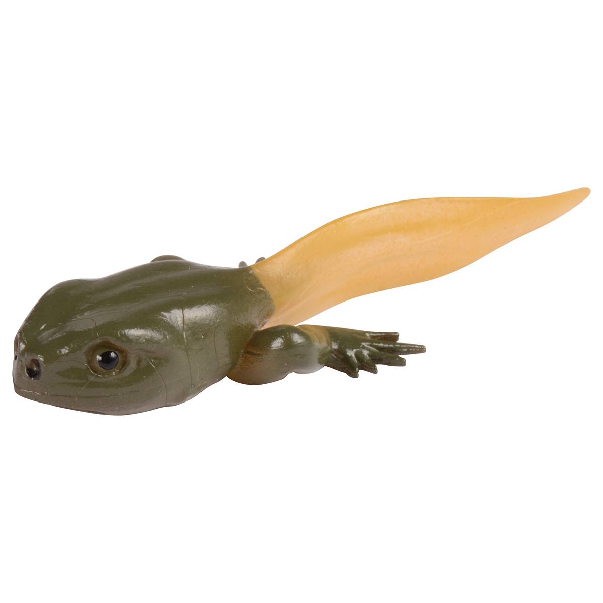 EDUPLAY 120764 Lebenszyklen Frosch