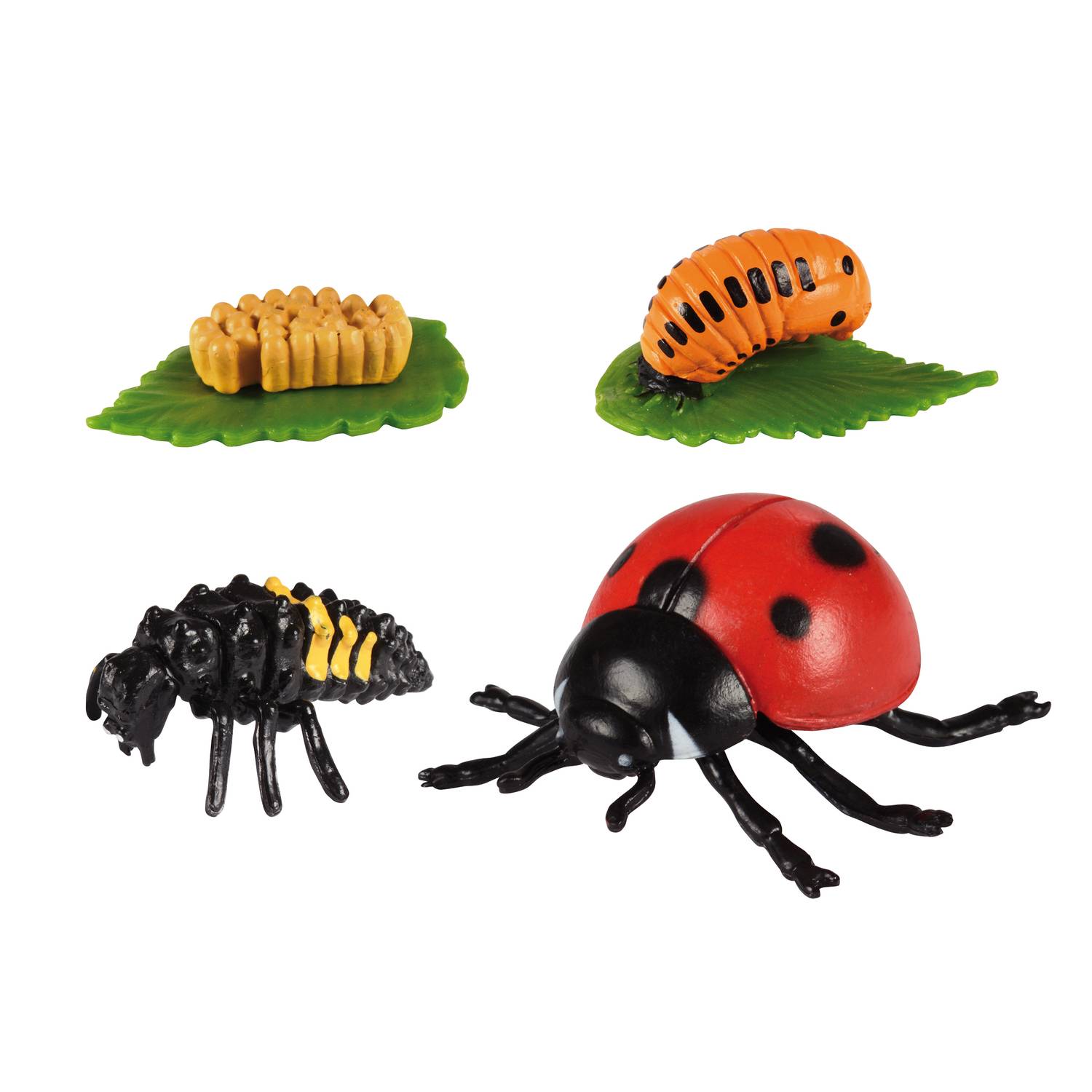 EDUPLAY 120767 Lebenszyklen Marienkäfer