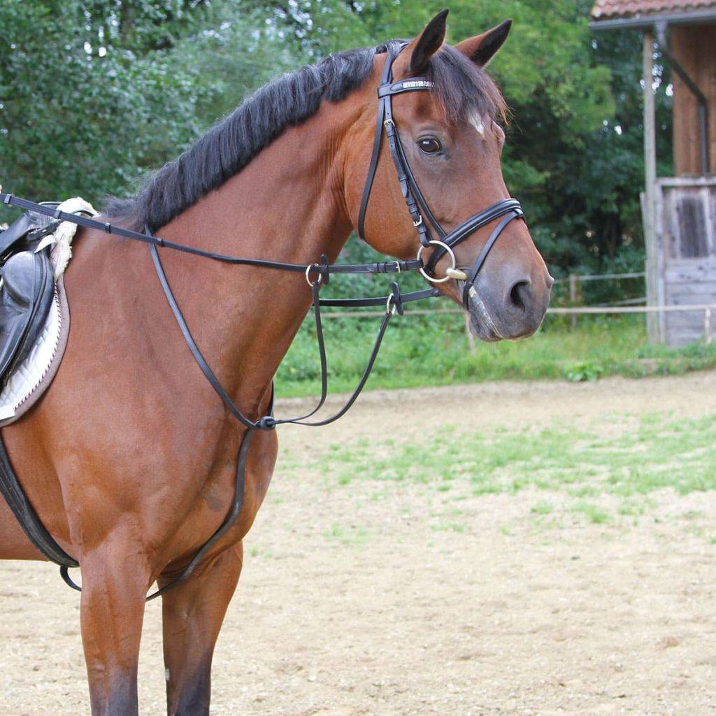 Kerbl Martingal Schwarz Pony 323598