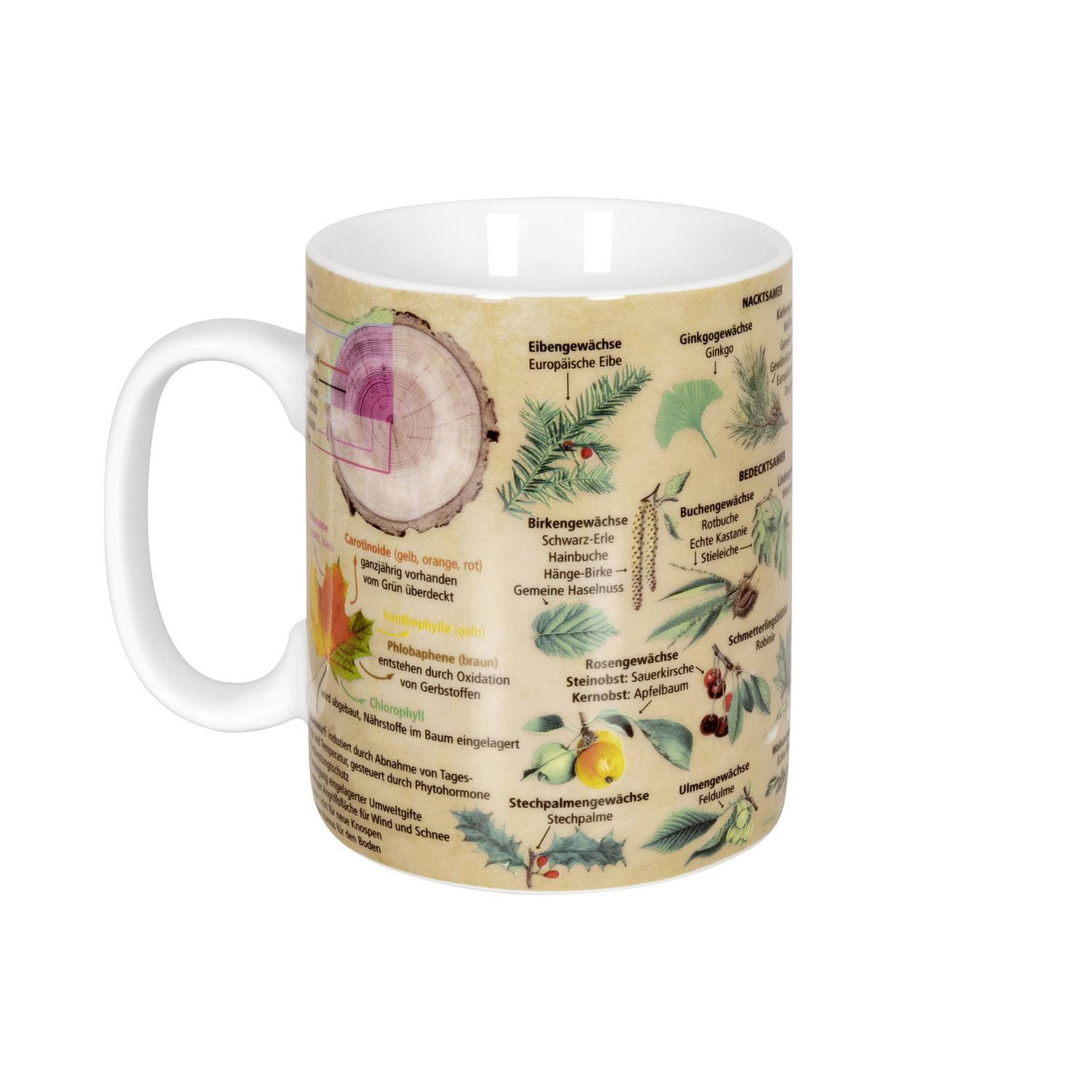 Könitz Kaffeebecher Wissensbecher Bäume 490ml, braun/grün