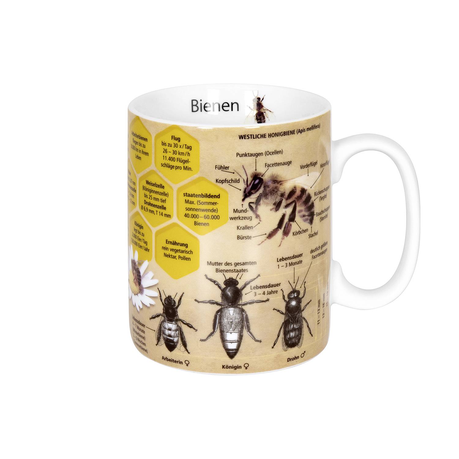 Könitz Kaffeebecher Wissensbecher Biene 490ml, gelb