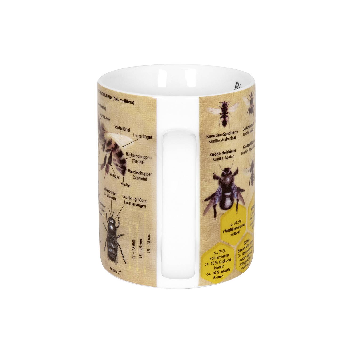 Könitz Kaffeebecher Wissensbecher Biene 490ml, gelb