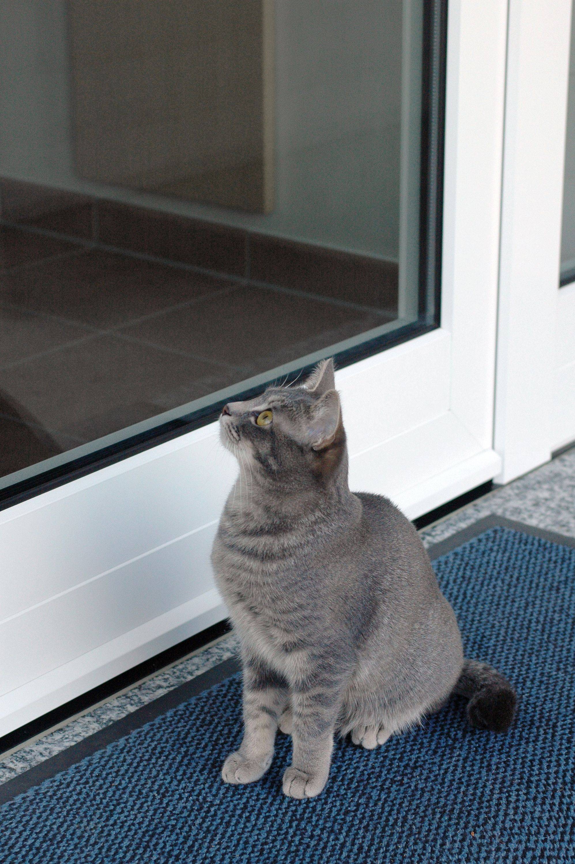 SELVA Akustische Trittmatte - Katzenklingel