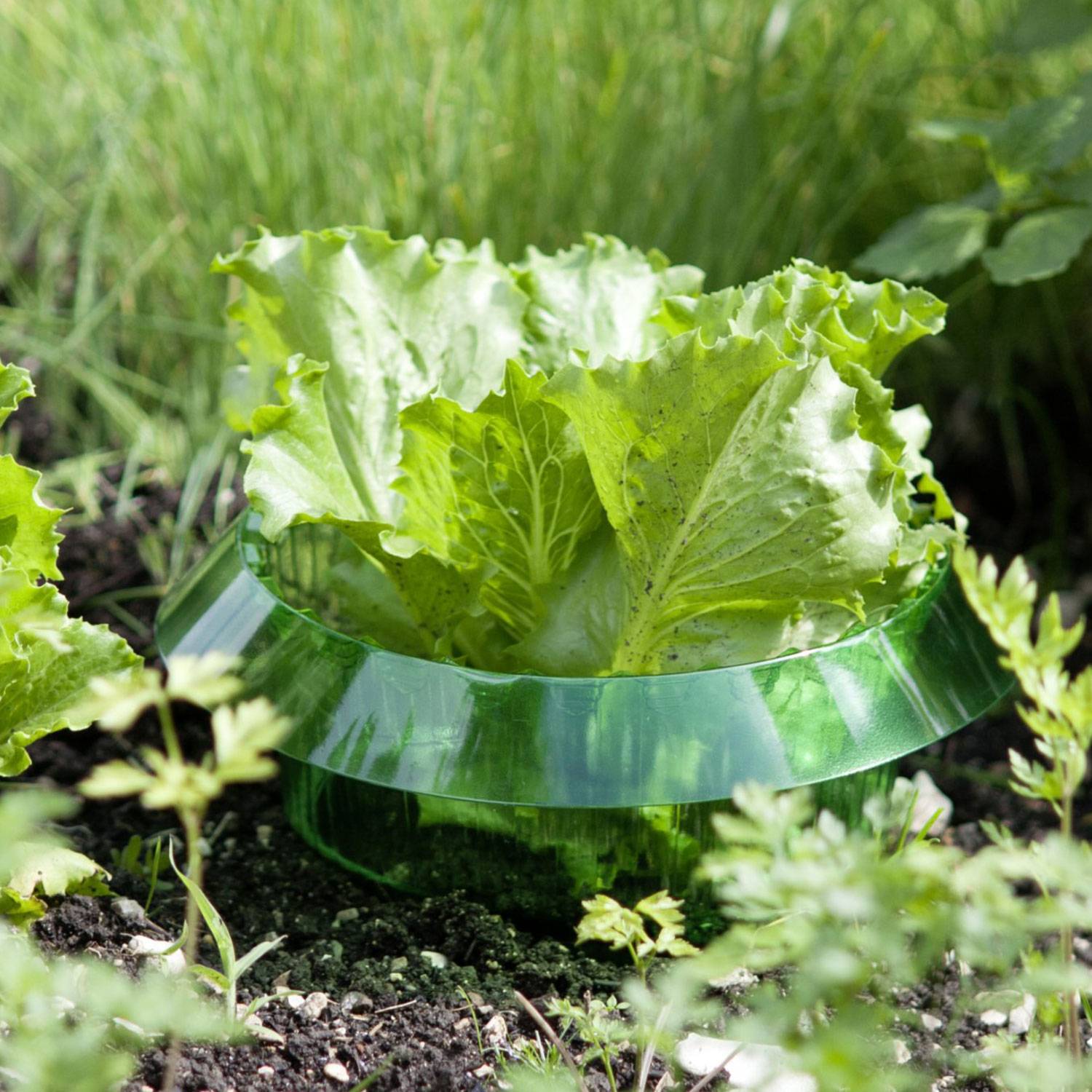 WINDHAGER Schnecken-Schutzring, Inhalt 6 Stück