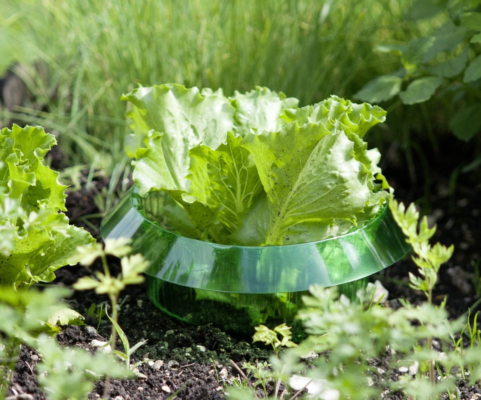 WINDHAGER Schnecken-Schutzring, Inhalt 6 Stück