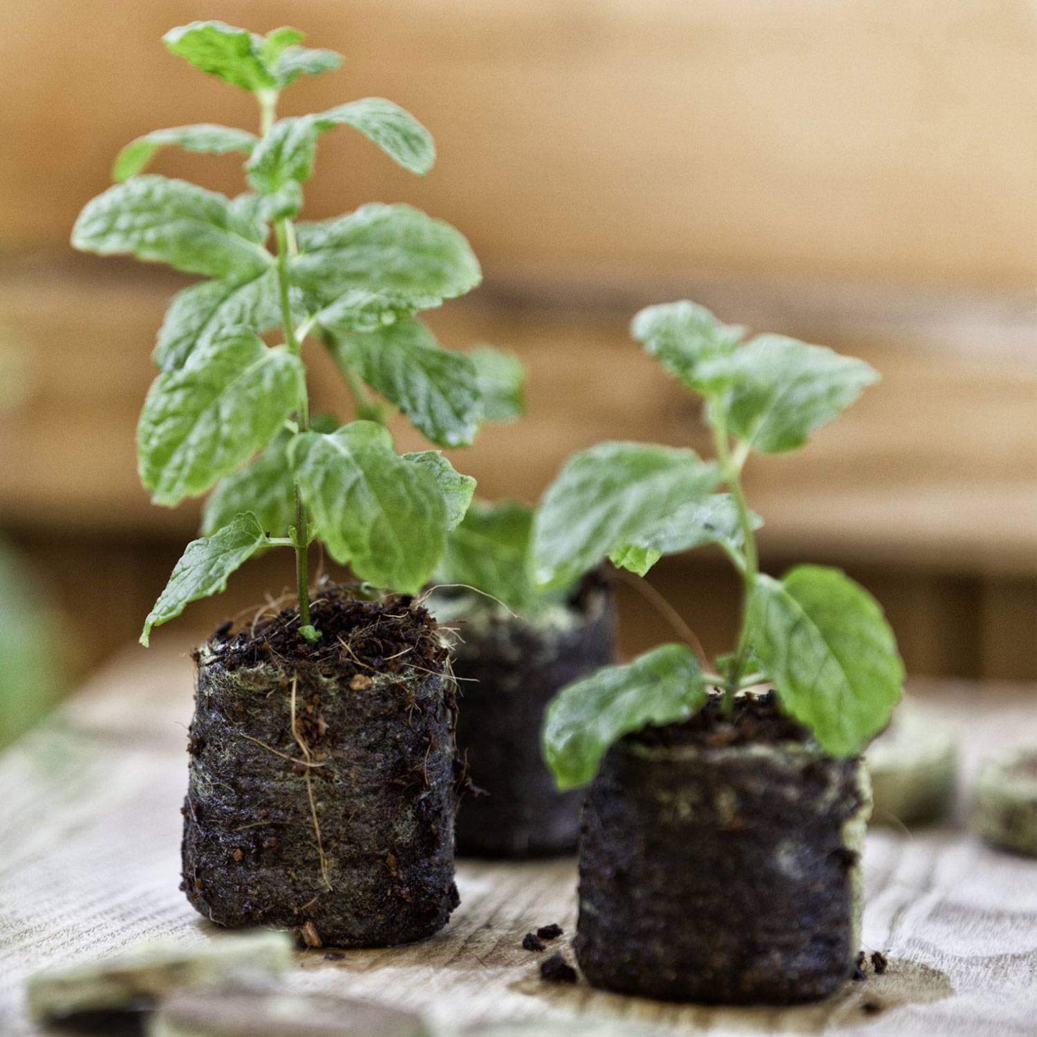 WINDHAGER Anzuchtquelltabs, 100 Stk.