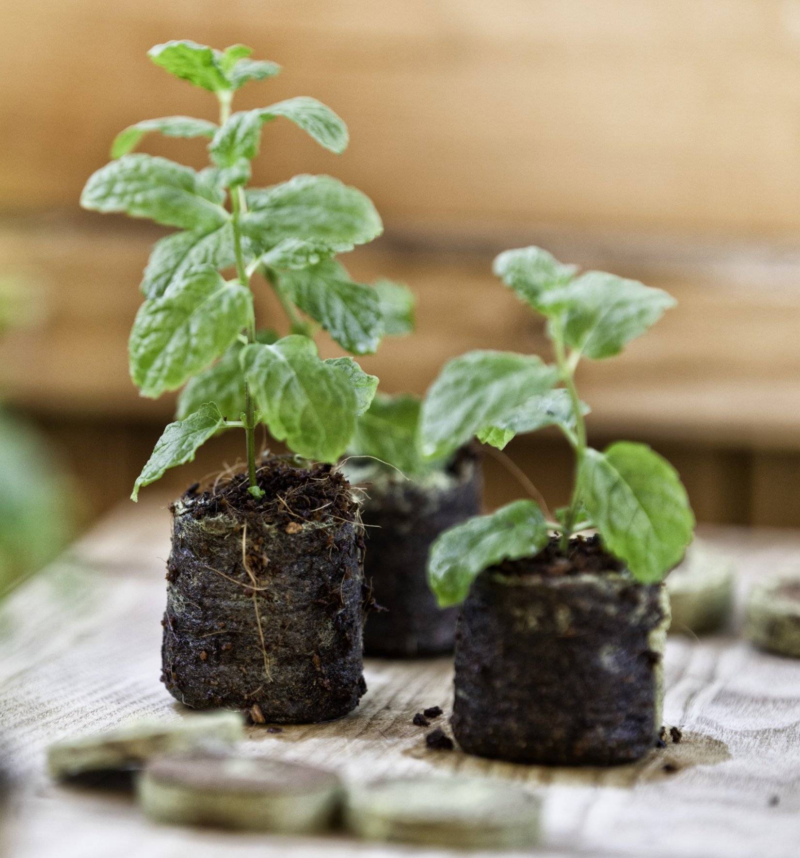 WINDHAGER Anzuchtquelltabs, 100 Stk.