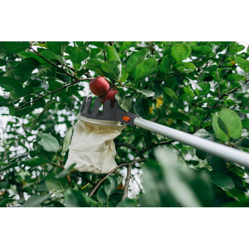 Ein Obstpflückwerkzeug, das einen roten Apfel zwischen grünen Blättern im Baum erreicht und damit das Obsteernten veranschaulicht.