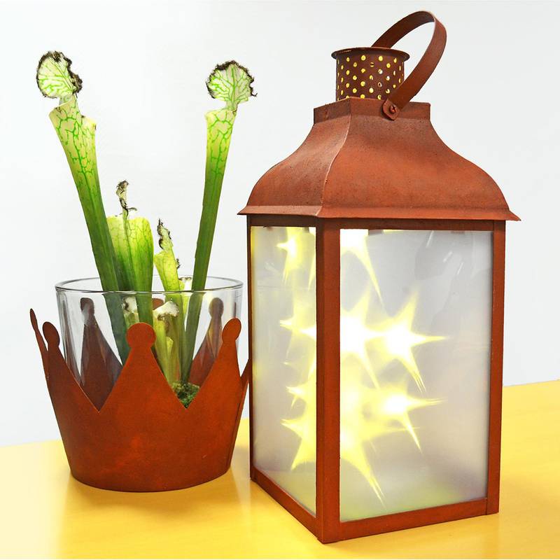 Eine Glasvase mit Kronen-Design enthält grüne Kannenpflanzen. Daneben strahlt eine rostfarbene Laterne sternförmige Lichter aus, auf einem Tisch.