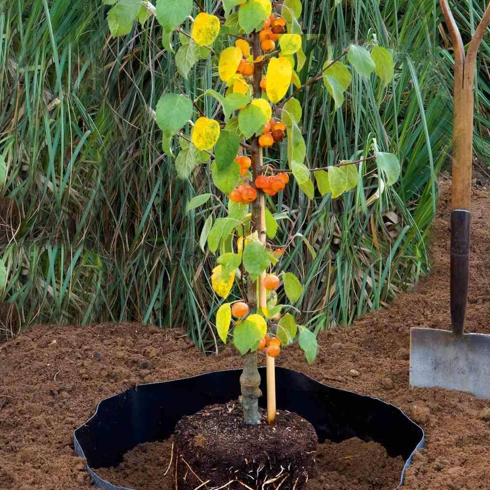 SIENA GARDEN Premium Wurzelsperre, Maße: 0,66 x 3,5 m Rolle, schwarz