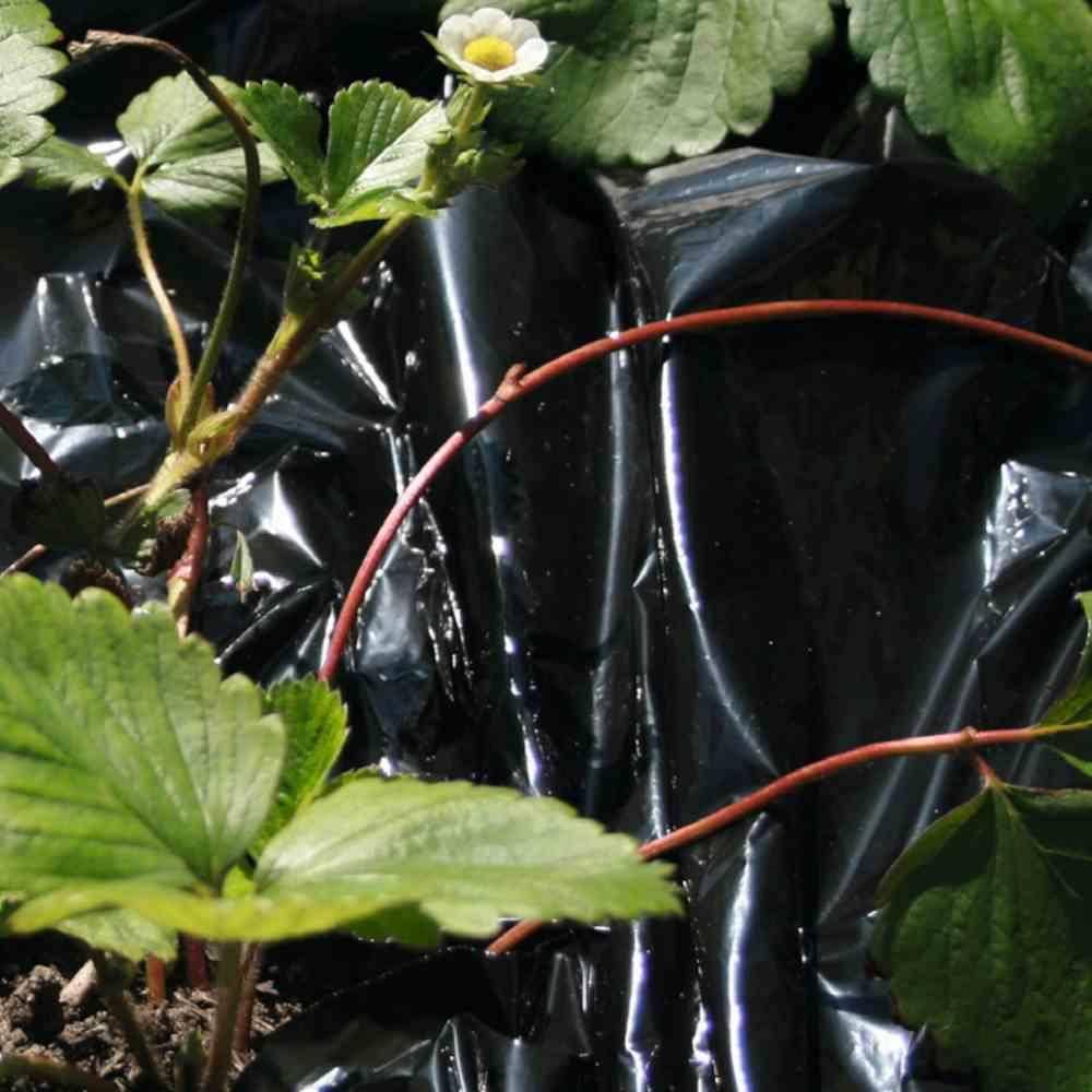 SIENA GARDEN Mulchfolie schwarz, Maße: 1,2 x 10 m schwarz