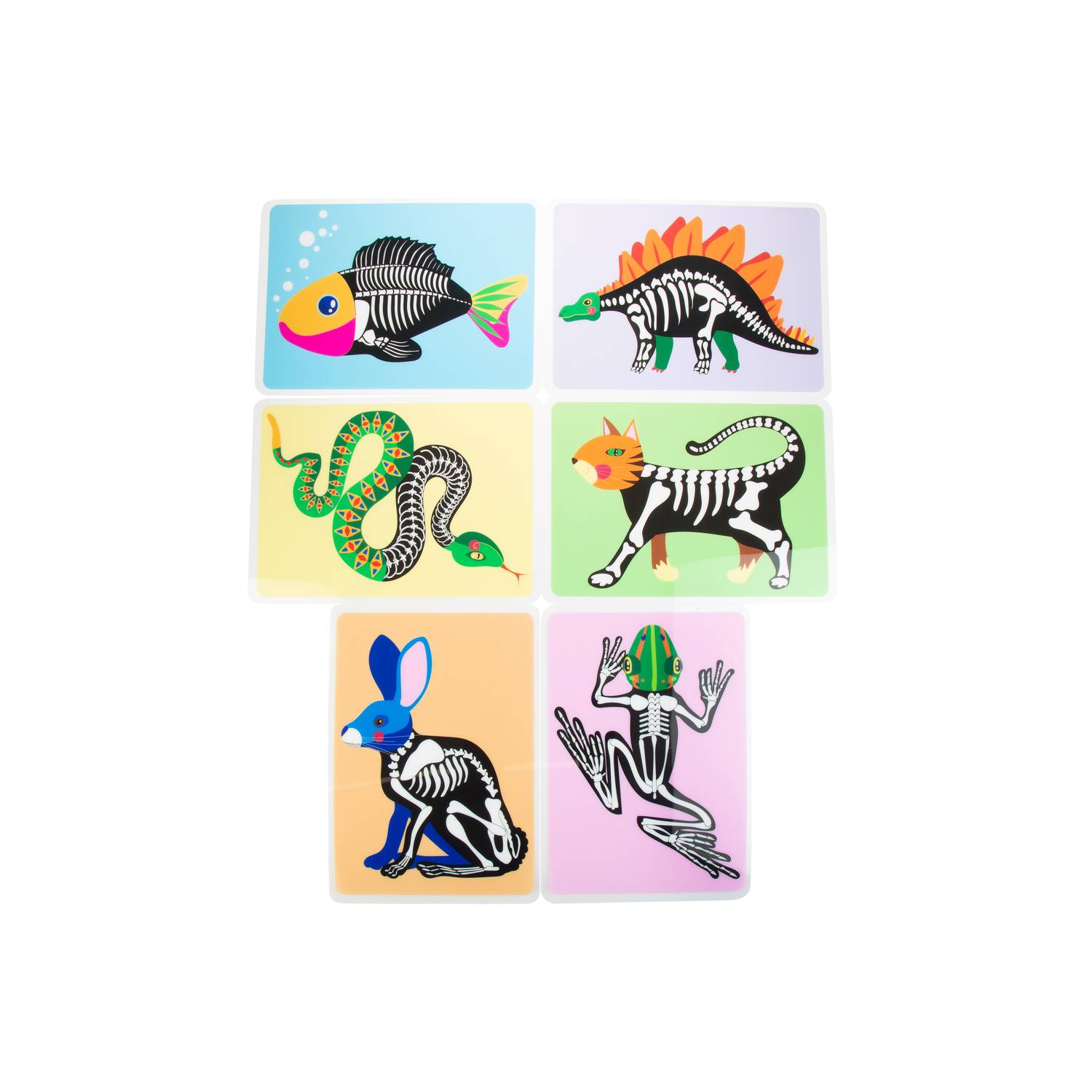 EDUPLAY 370177 Tierskelett Bilder 6er Set