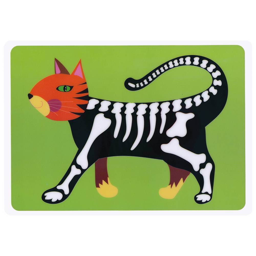 EDUPLAY 370177 Tierskelett Bilder 6er Set