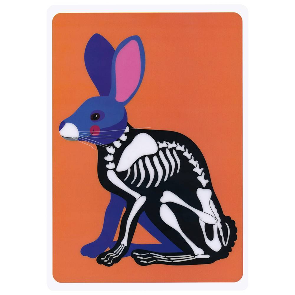 EDUPLAY 370177 Tierskelett Bilder 6er Set