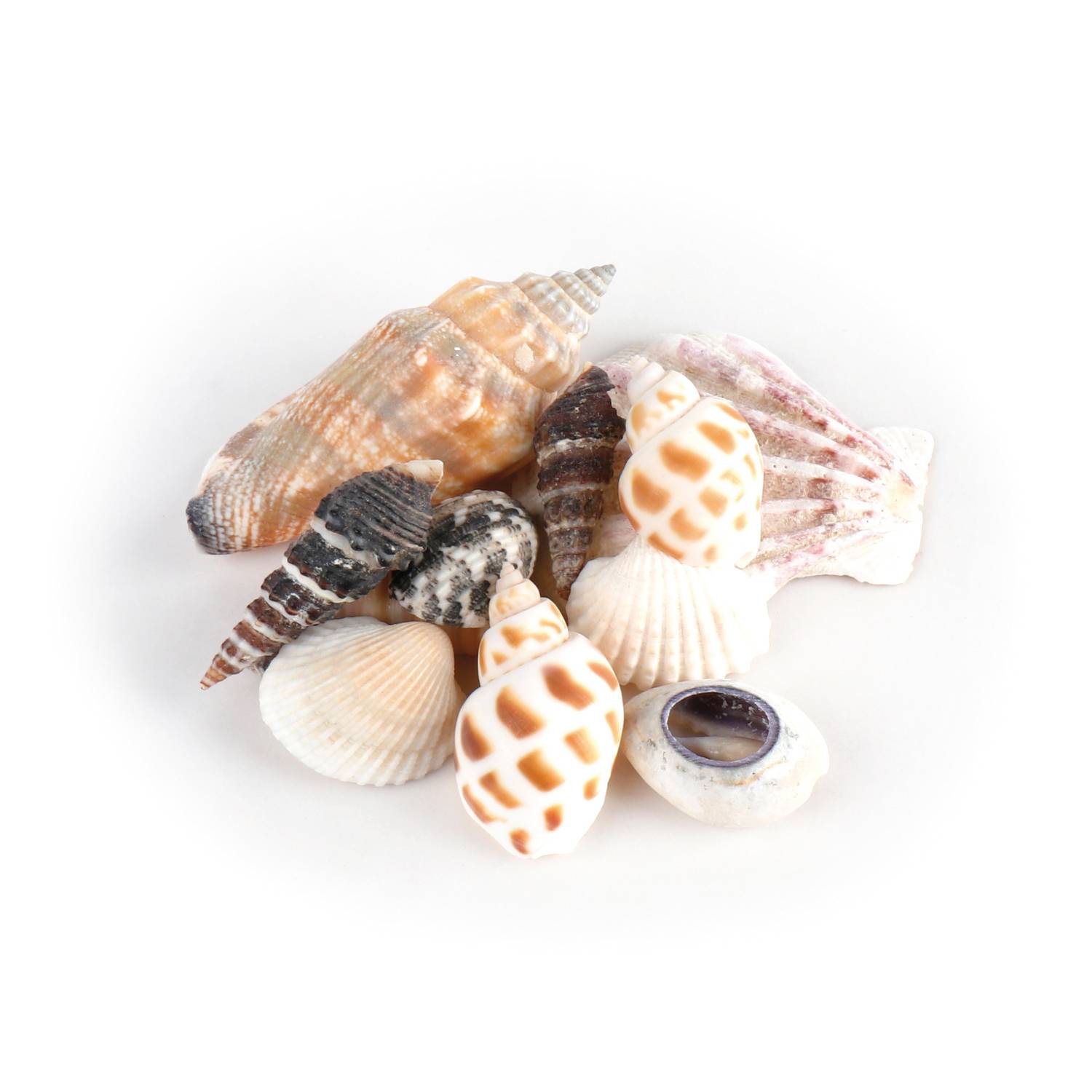 EDUPLAY 130306 Muscheln im Organzabeutel (Mitgebsel), natur