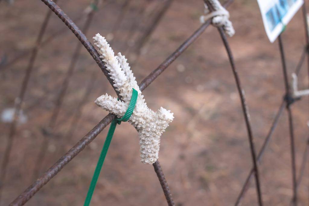 NYLON-KABELBINDER-SET - 4.6 mm x 200 mm - GRÜN (100-tlg.)