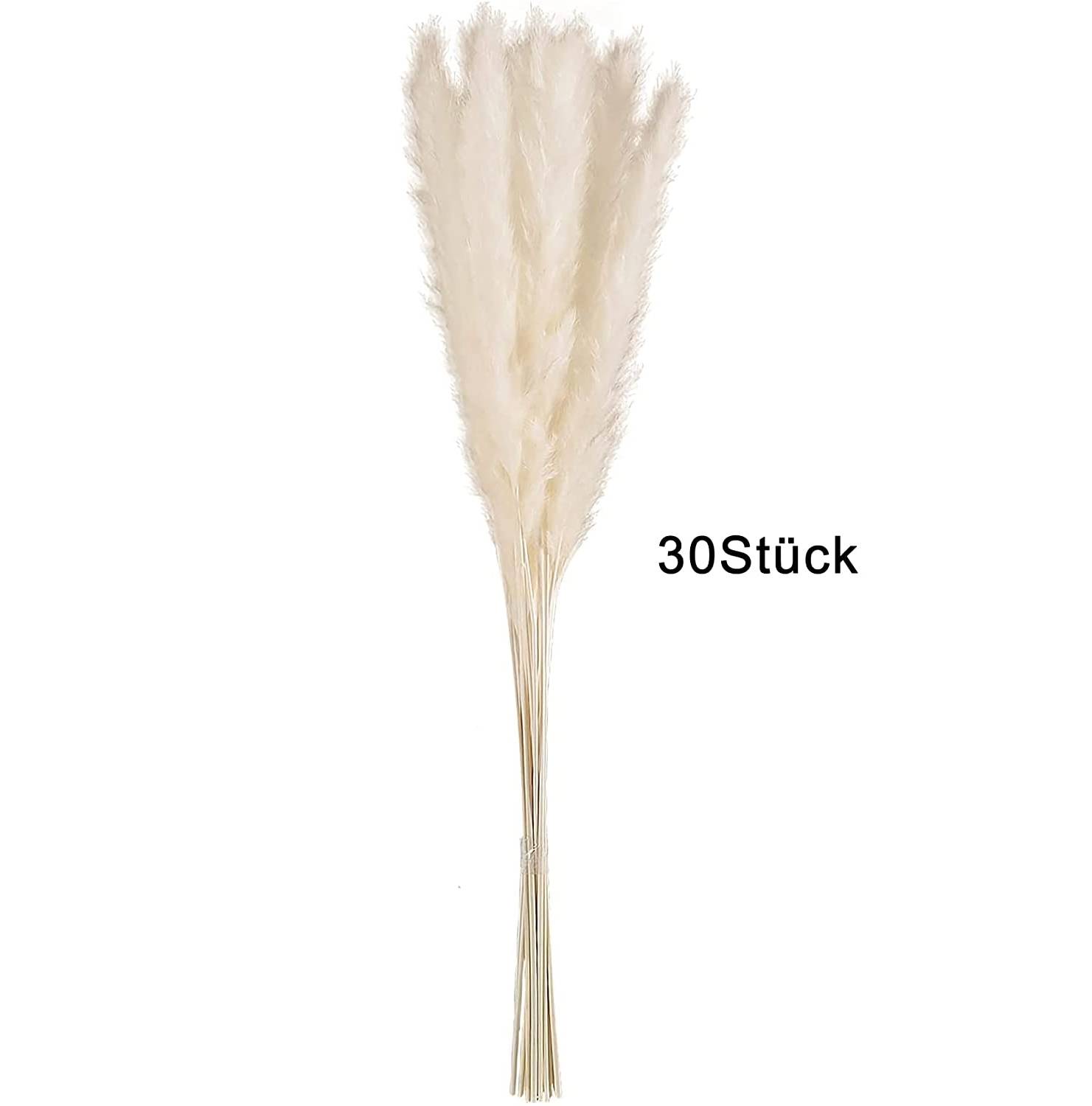 Intirilife Pampasgras 30 Stück in Weiß - Natürliche Trockenblume weiches nachhaltiges Schilfgras zur Dekoration und verschiedenen Anlässe