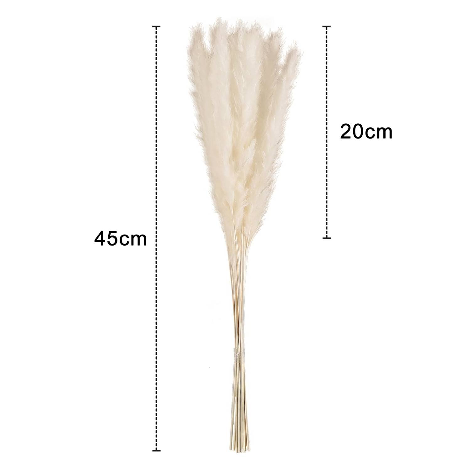 Intirilife Pampasgras 30 Stück in Weiß - Natürliche Trockenblume weiches nachhaltiges Schilfgras zur Dekoration und verschiedenen Anlässe