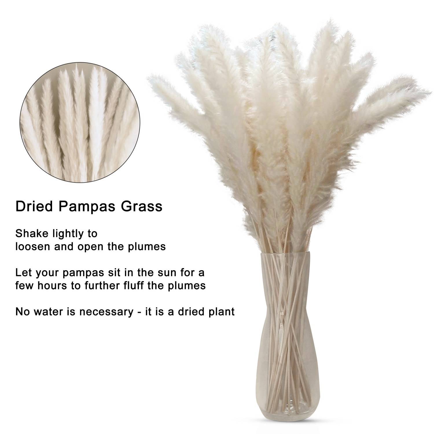 Intirilife Pampasgras 30 Stück in Weiß - Natürliche Trockenblume weiches nachhaltiges Schilfgras zur Dekoration und verschiedenen Anlässe