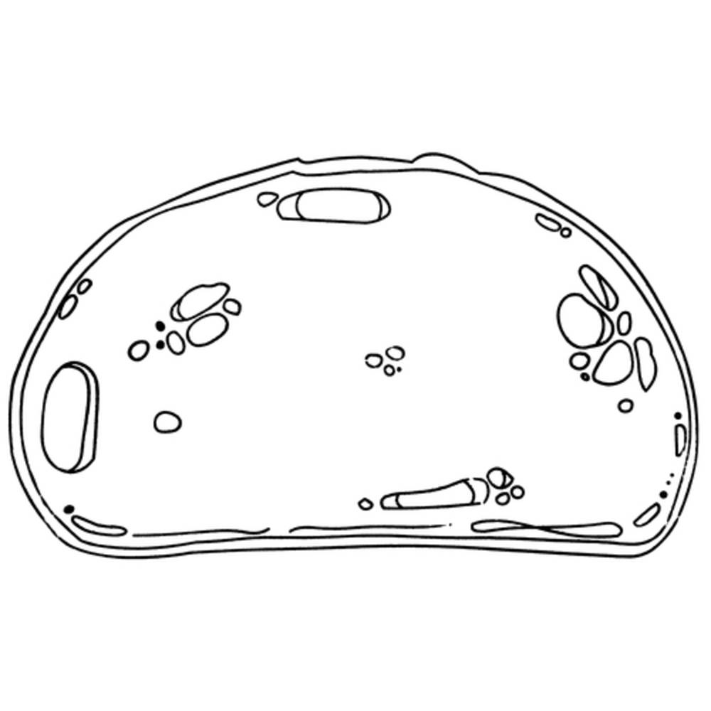 EDUPLAY 220093 Ernährungsstempel, mehrfarbig, 12-teilig (1 Set)