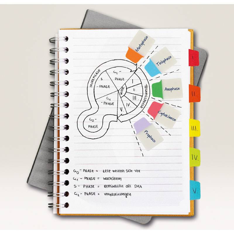 Notizbuch mit einem Diagramm der Zellzyklusphasen (G₁, S, G₂, M) auf einer Seite, umgeben von farbcodierten Registerkarten, die mit dem Namen jeder Phase beschriftet sind.