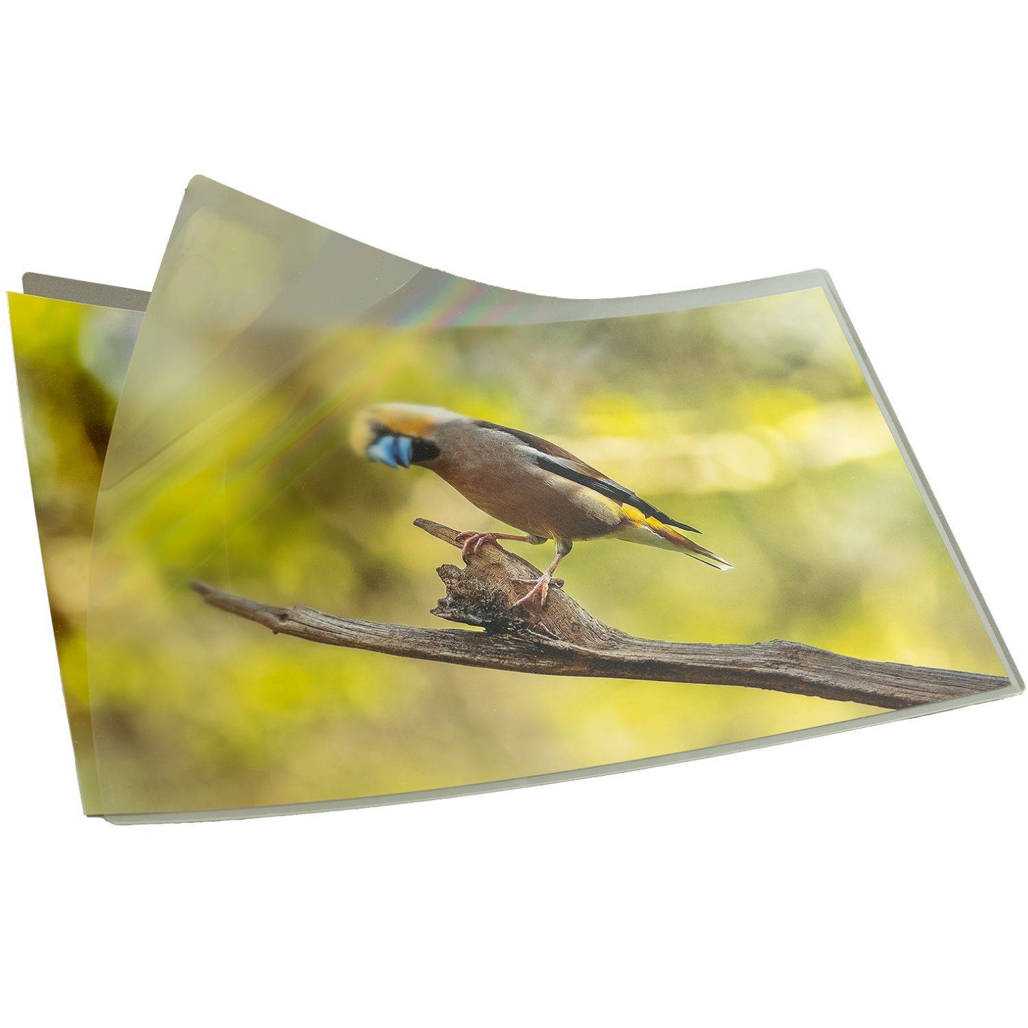 Ein Vogel mit buntem Gefieder sitzt auf einem Ast vor einem unscharfen grünen Hintergrund.