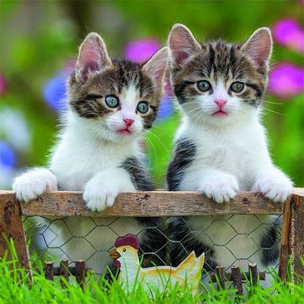 Puzzle Ravensburger Süße Samtpfötchen 3 X 49 Teile