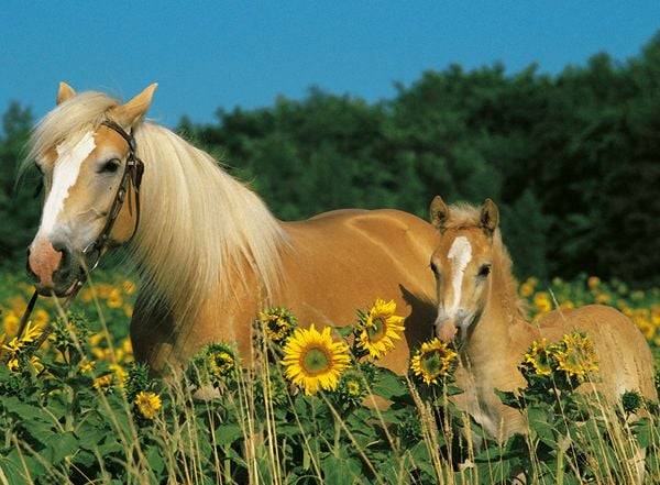 Ravensburger XXL Puzzle: Pferdeglück