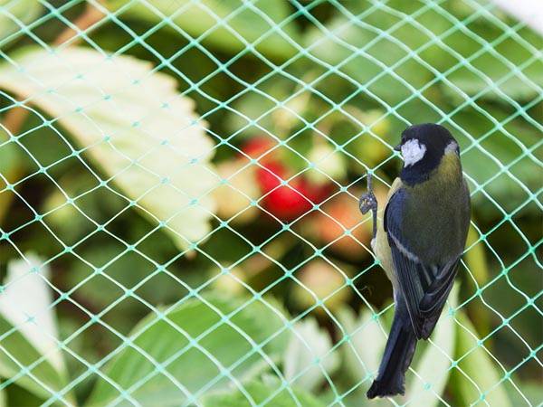 Vogelschutznetz, Polyester, Maschenweite 2 cm², 4 x 10 m, Grün