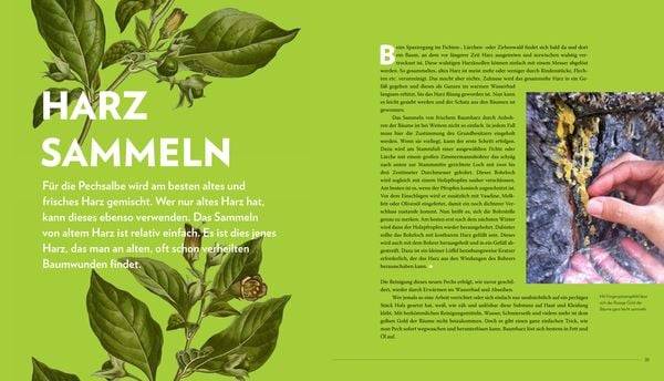 Die sanfte Medizin der Bäume