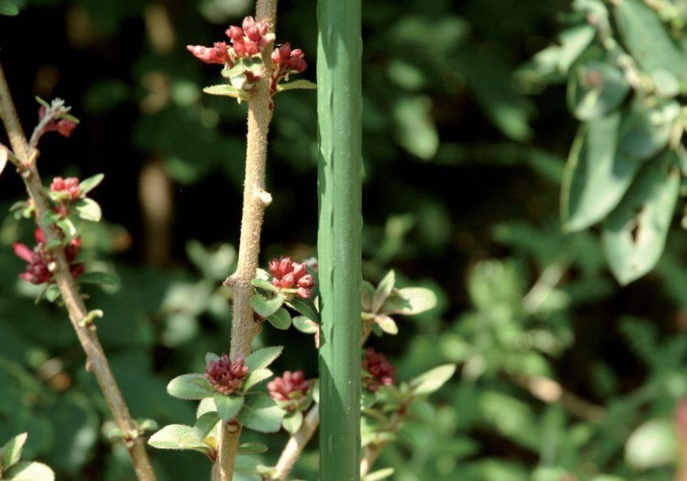 Pflanzstab Metall Ø 11mm 150cm grün Floraworld