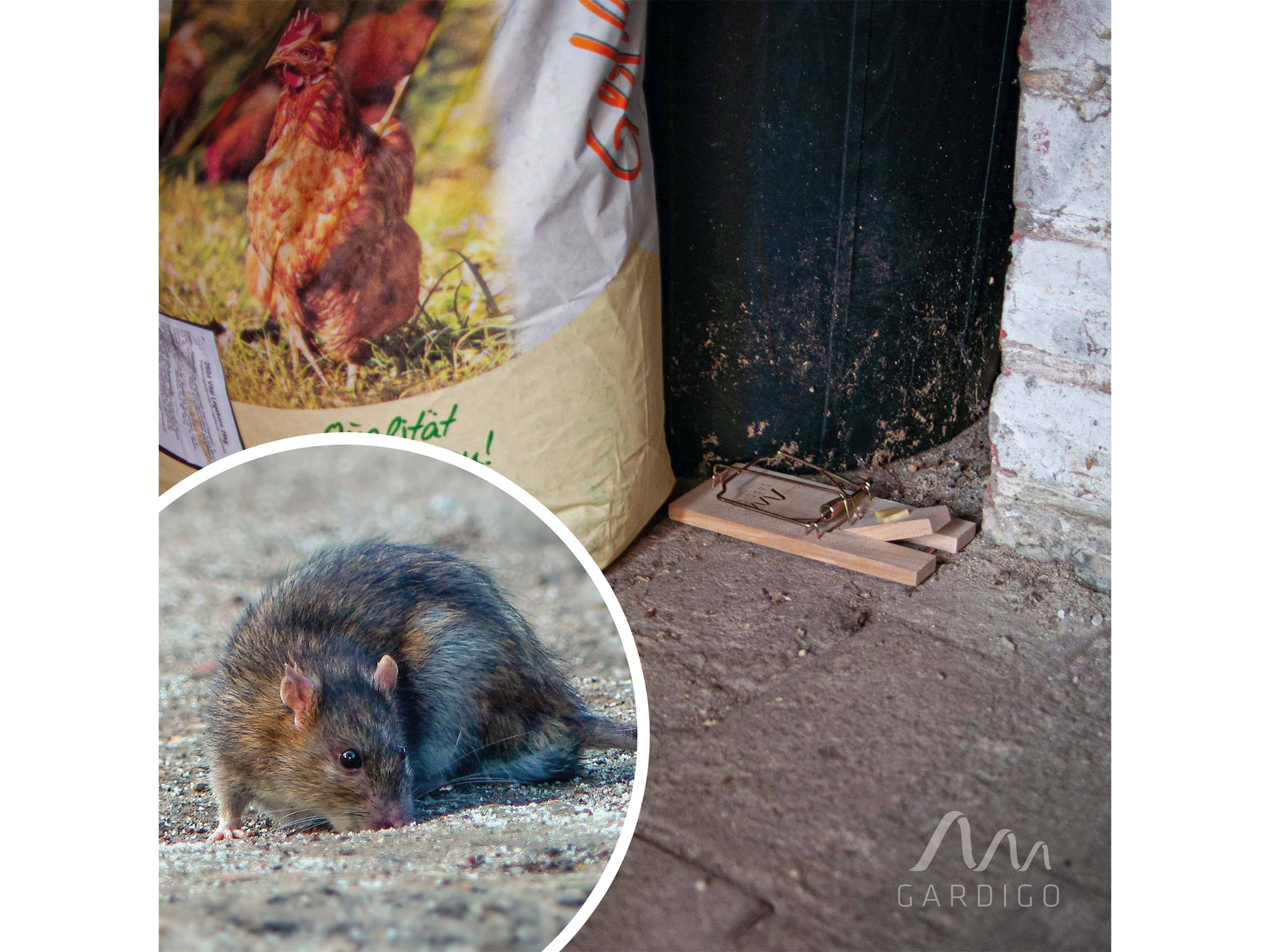Eine Ratte neben einem Sack mit Hühnerfutter, wobei eine Mausefalle auf dem Boden daneben aufgestellt ist.