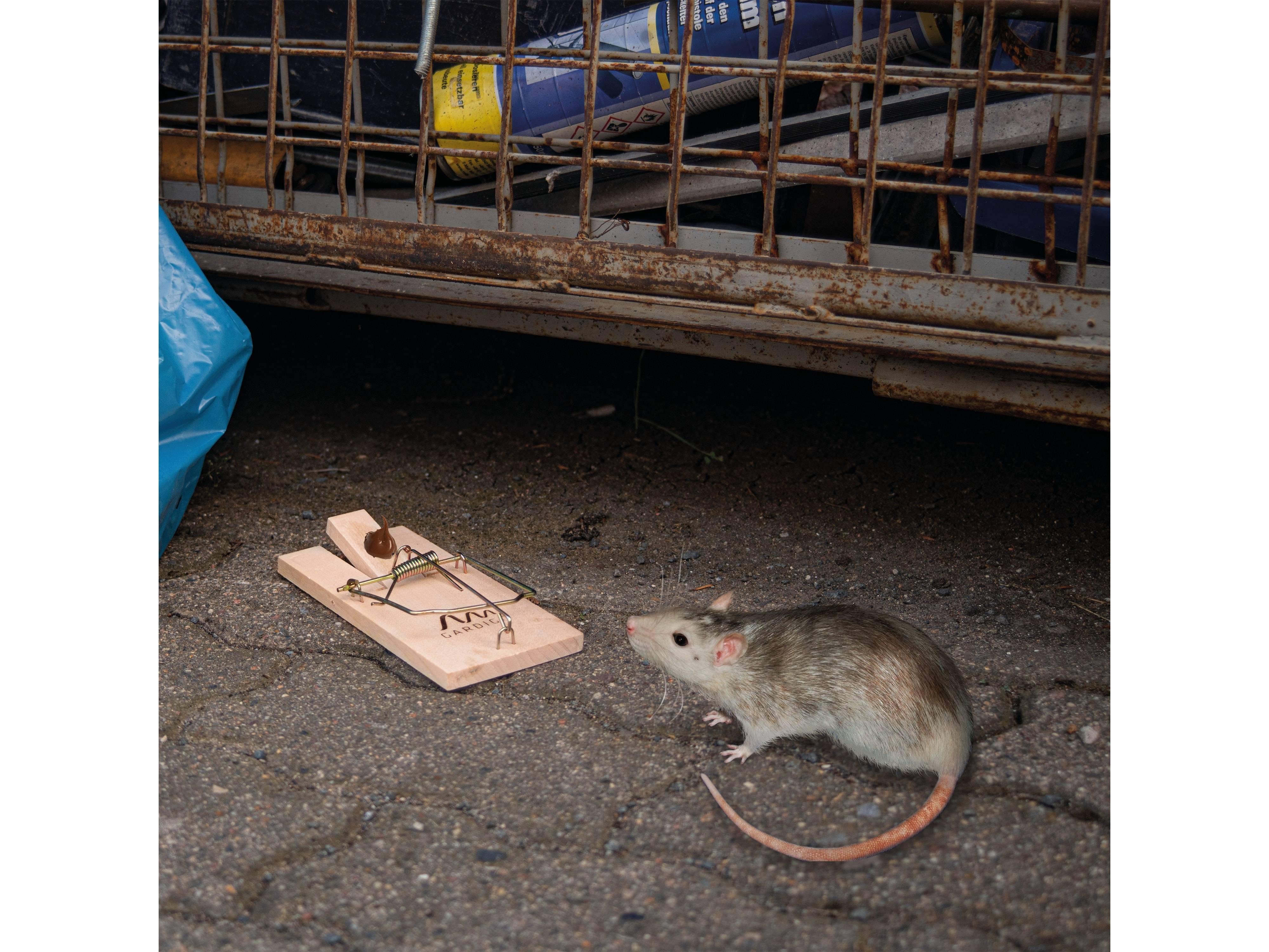 Eine Ratte auf dem Pflaster neben einer präparierten Mausefalle, mit einem teilweise sichtbaren blauen Plastikbeutel.