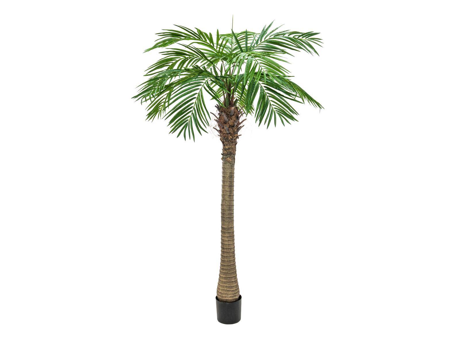 EUROPALMS Phönixpalme luxor, Kunstpflanze, 240cm
