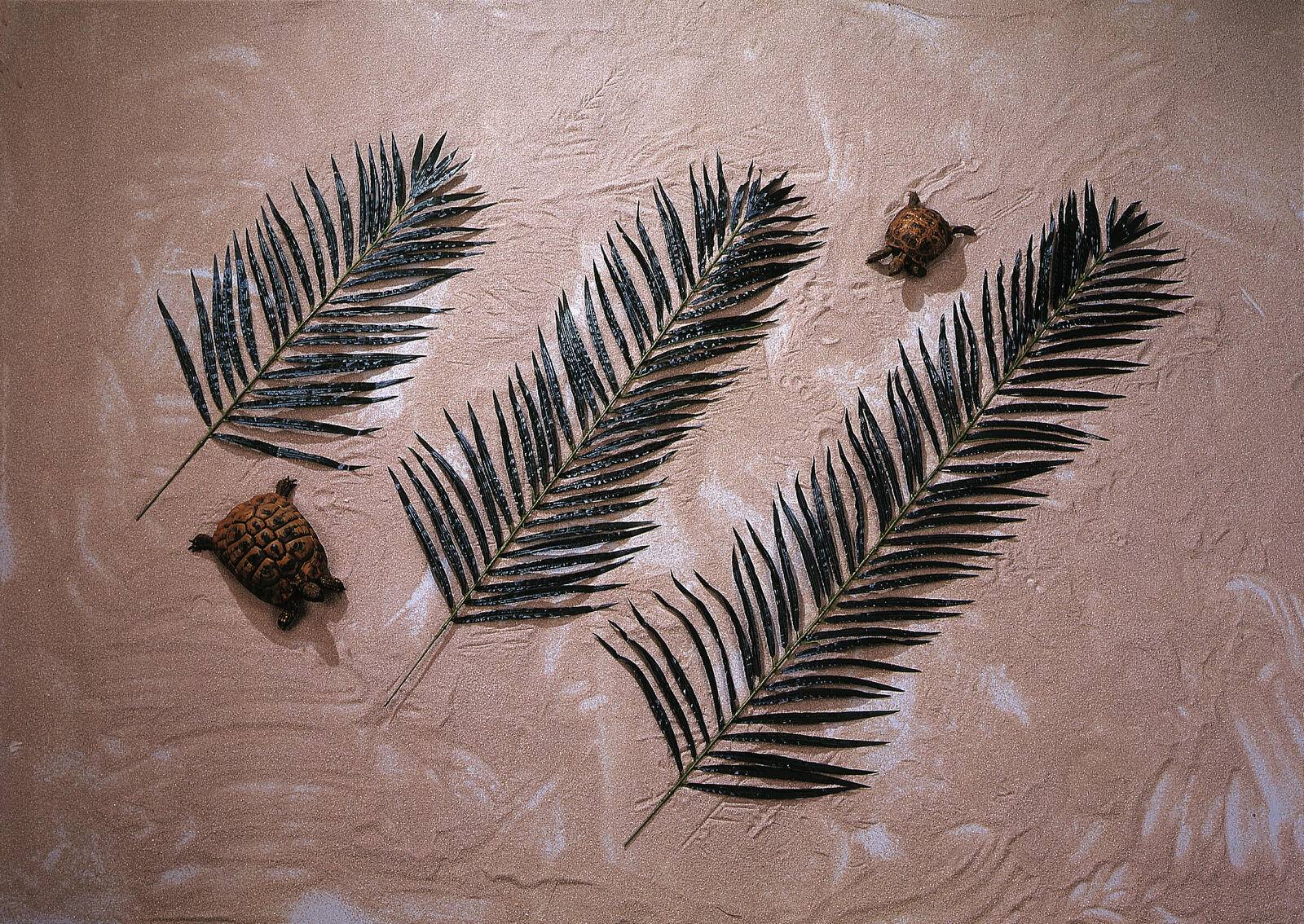 EUROPALMS Kokos-Palmwedel, künstlich, 90cm 12x