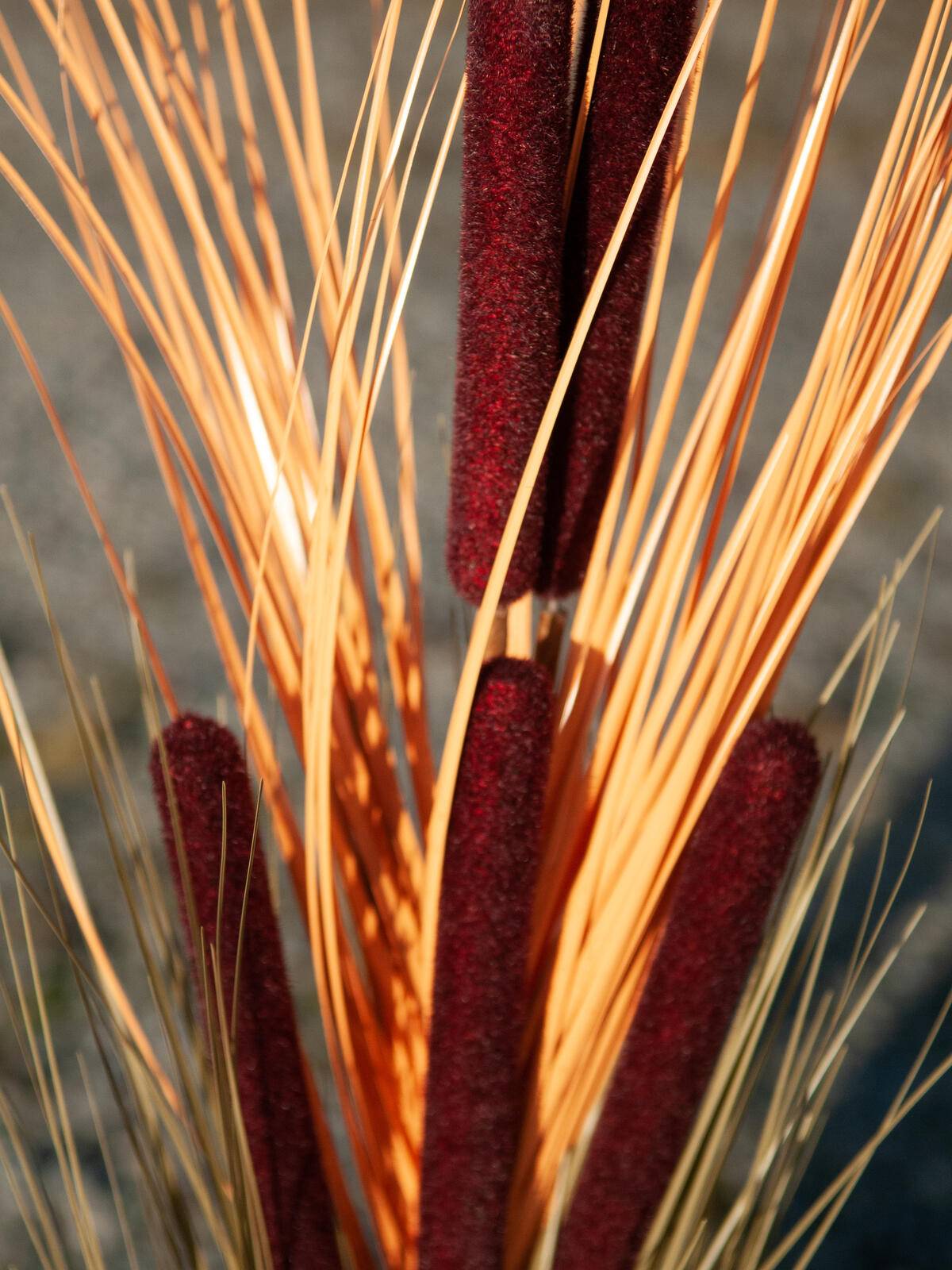 EUROPALMS Schilfgras mit Kolben, künstlich, hellbraun, 152cm